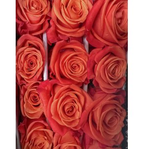 ROSA ORANGE CRUSH 70CM