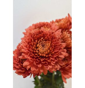CRISANTEMO MONOFLOR TERRACOTA
