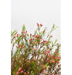 FLOR DE CERA ROSA FRUTO PQ.