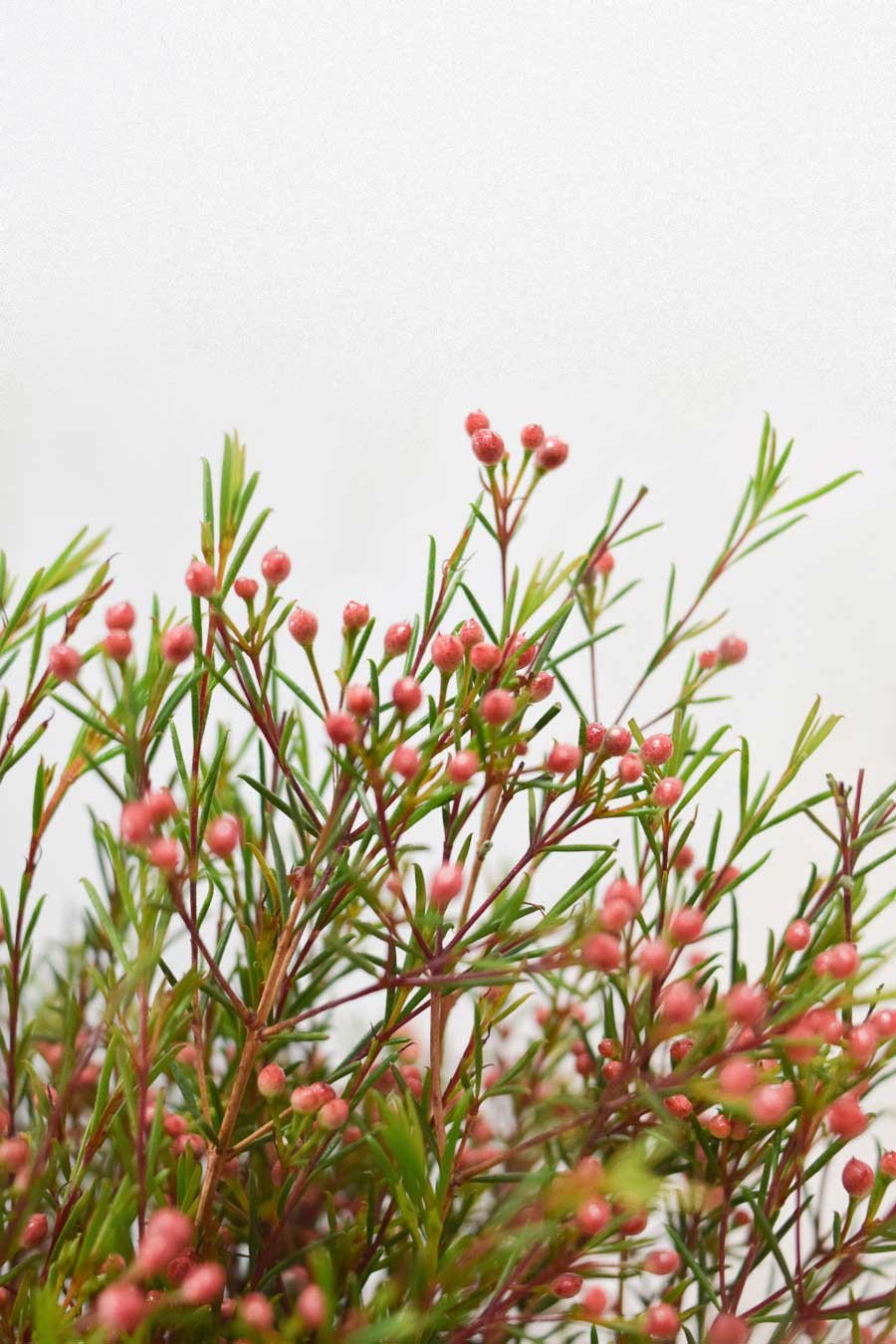 FLOR DE CERA ROSA FRUTO PQ.