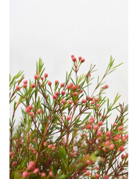 FLOR DE CERA ROSA FRUTO PQ.