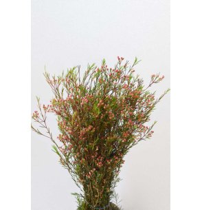 FLOR DE CERA ROSA FRUTO PQ. 2