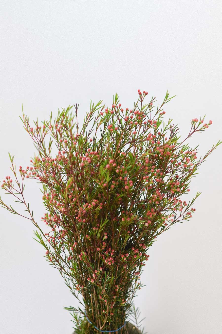 FLOR DE CERA ROSA FRUTO PQ.