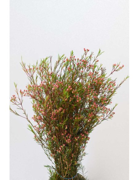 FLOR DE CERA ROSA FRUTO PQ.