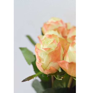 ROSA HOLANDA BICOLOR CREMA/NARANJA