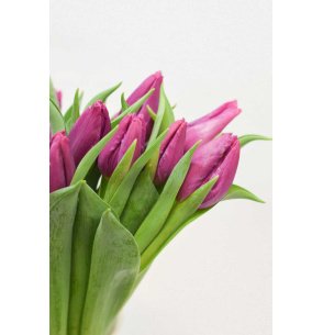 TULIPAN VIOLETA