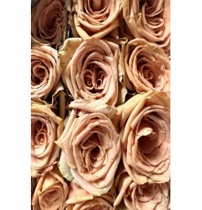 ROSA TOFFEE 60CM