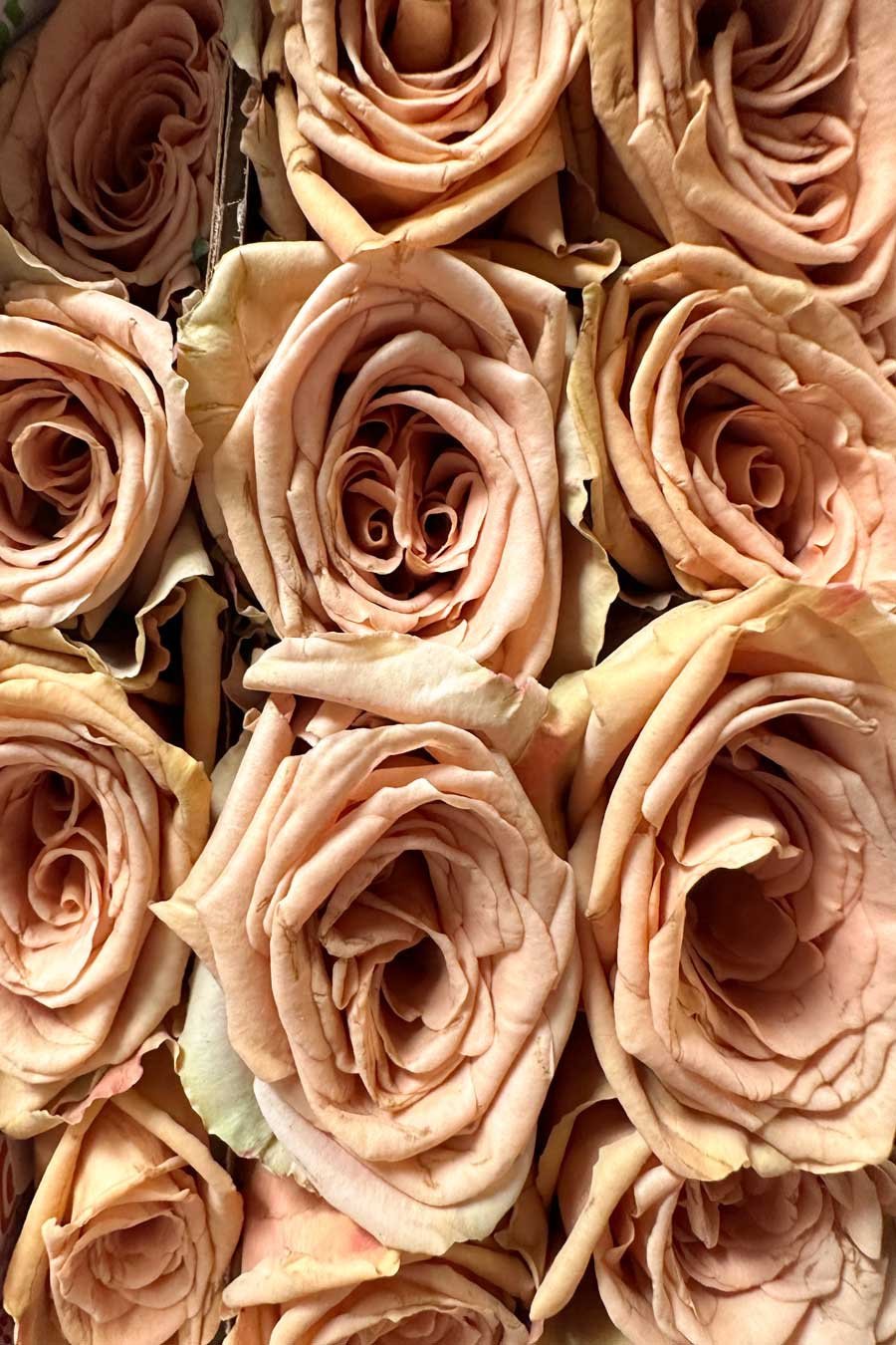 ROSA TOFFEE 60CM