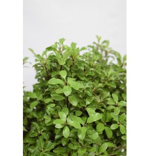 PITTOSPORUM