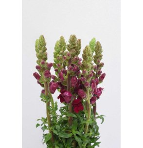 ANTIRRHINUM ROJO 80CM