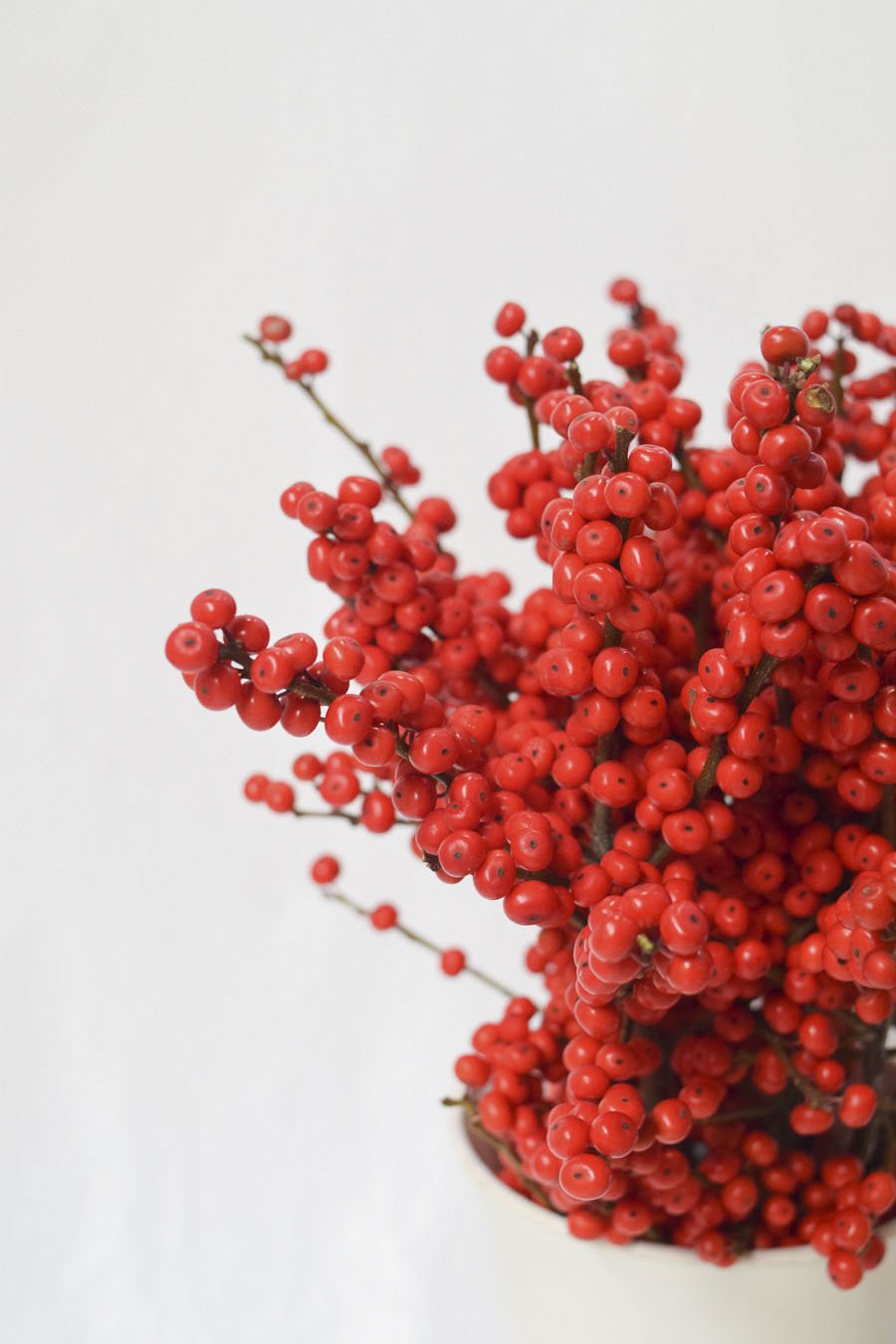 ILEX ROJO