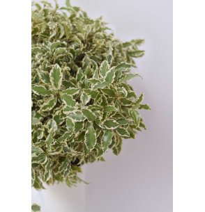 PITTOSPORUM