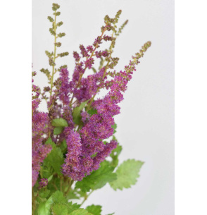 ASTILBE EXTRA MORADO 50CM