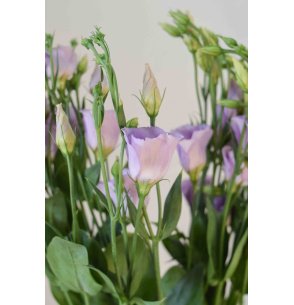 LISIANTHUS EXTRA LAVANDA 70CM X10T