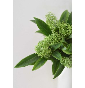 SKIMMIA VERDE