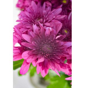 CRISANTEMO EURO MORADO