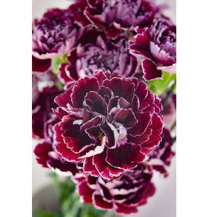 CLAVEL ARLEQUIN MORADO 70CM