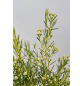 FLOR DE CERA FRUTO BLANCA