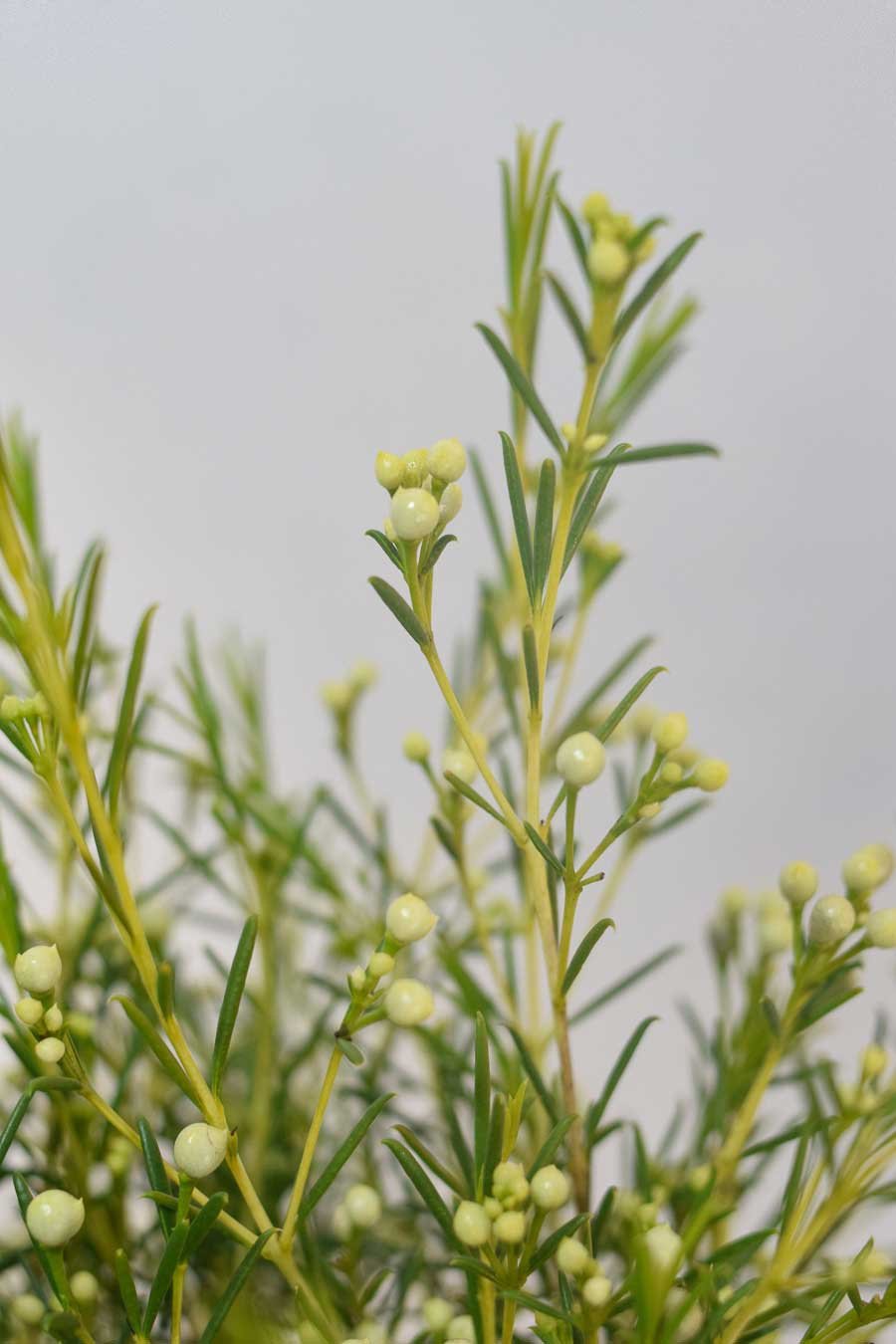 FLOR DE CERA FRUTO BLANCA