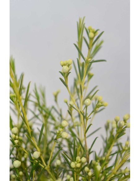 FLOR DE CERA FRUTO BLANCA