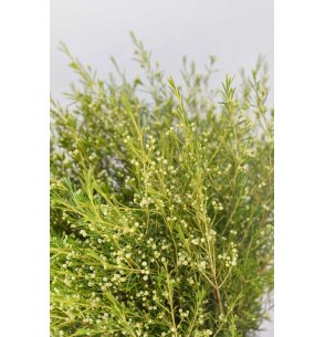 FLOR DE CERA FRUTO BLANCA 2