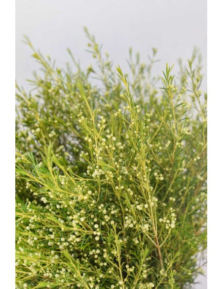 FLOR DE CERA FRUTO BLANCA