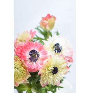 ANÉMONA DOBLE BICOLOR