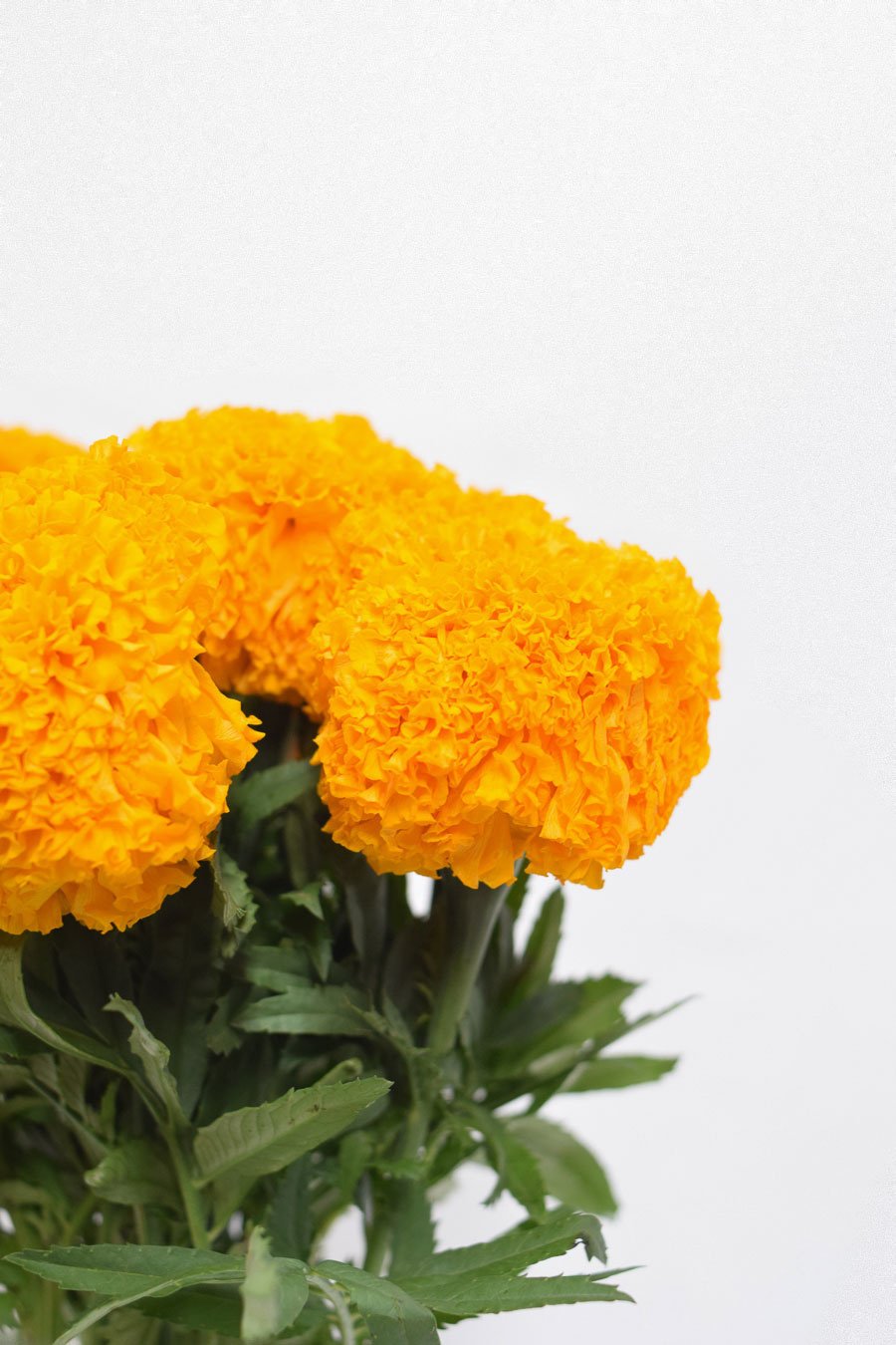TAGETES