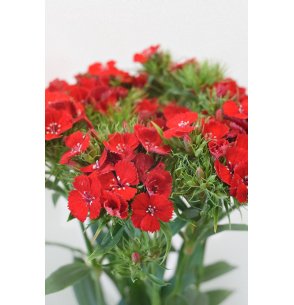DIANTHUS BARBATUS ROJO