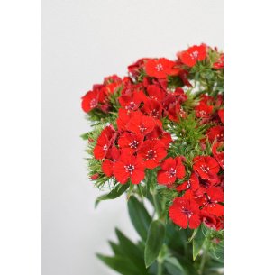 DIANTHUS BARBATUS ROJO 2