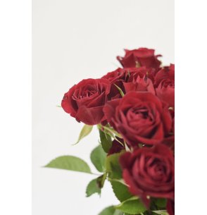 ROSA SPRAY ROJO 50CM