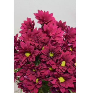 CRISANTEMO BACARDI LILA