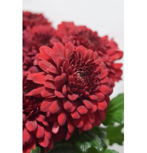 CRISANTEMO MONOFLOR ROJO
