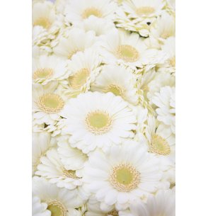 MINI GERBERA BLANCA
