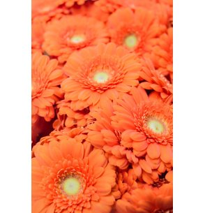 MINI GERBERA NARANJA
