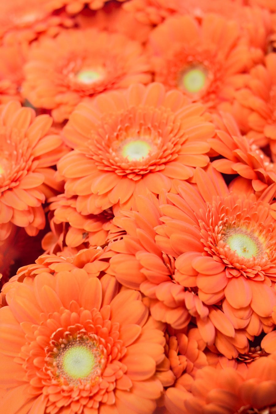 MINI GERBERA NARANJA