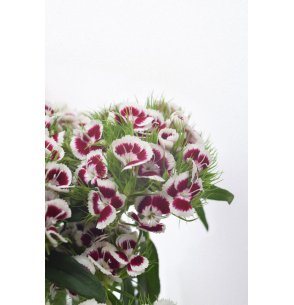 DIANTHUS BARBATUS BICOLOR BLANCO/ROSA