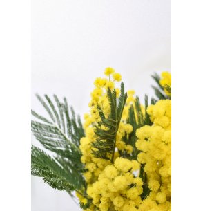 MIMOSA FLOR