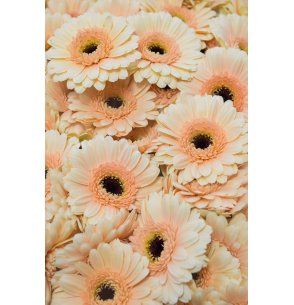 MINI GERBERA CREMA BICOLOR