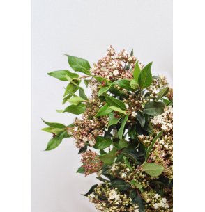 VIBURNUM TINUS
