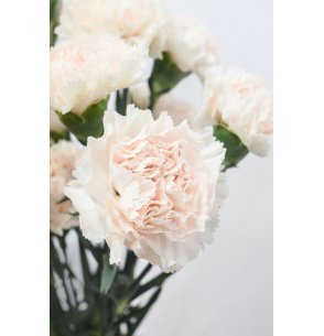 CLAVEL ROSA BEBÉ 70CM X25T