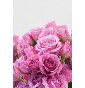 ROSA SPRAY LILA 60CM
