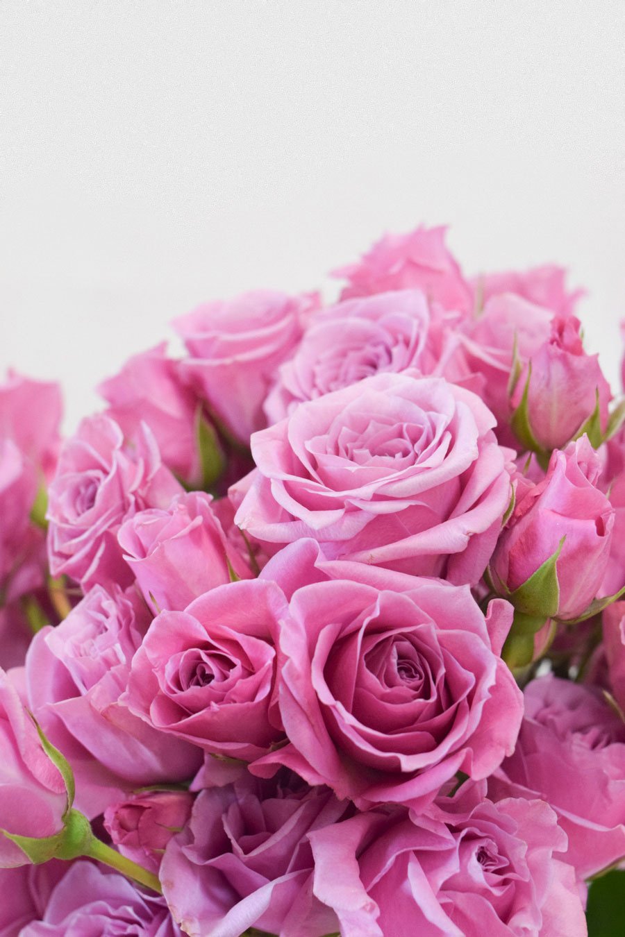 ROSA SPRAY LILA 70CM