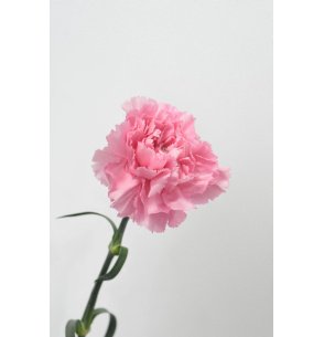 CLAVEL ROSA 70CM