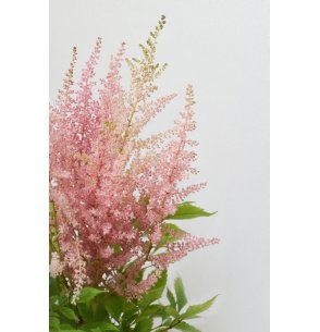 ASTILBE EXTRA ROSA 50CM