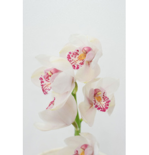 MINI CYMBIDIUM BLANCO