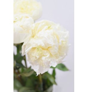 PEONIA BLANCA