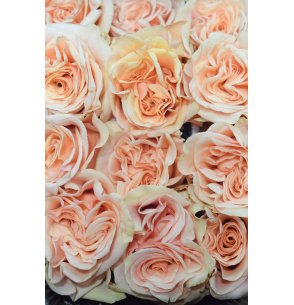 ROSA PHOENIX ROSA 60CM