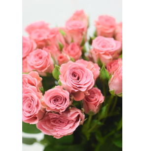 ROSA SPRAY FUCSIA 50CM