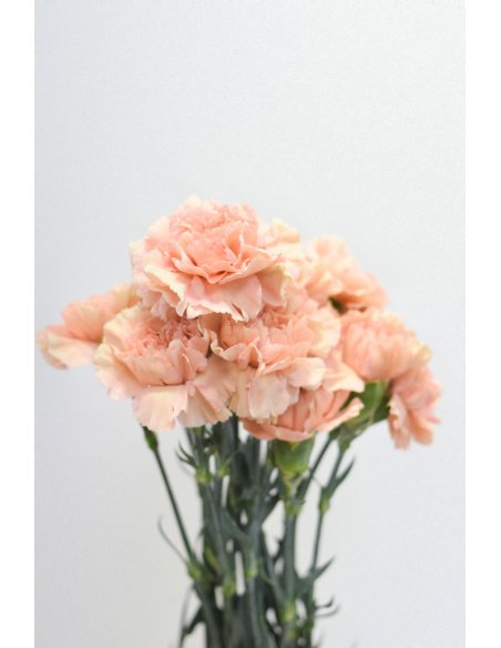 CLAVEL CARAMELO 70CM